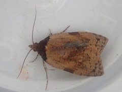 Cnephasia microbathra