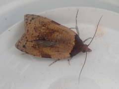 Cnephasia microbathra