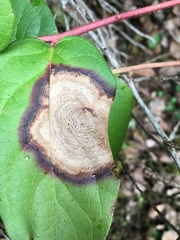 Valdensinia