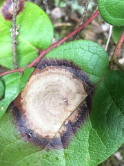Valdensinia