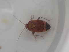 Wekamiris auropilosus