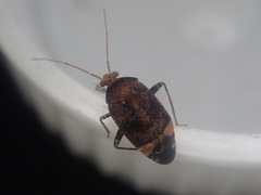 Wekamiris auropilosus