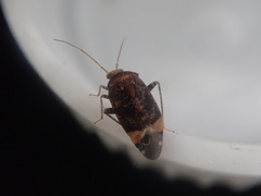 Wekamiris auropilosus