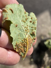 Puccinia malvacearum