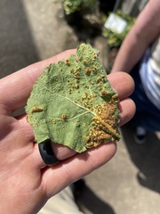 Puccinia malvacearum