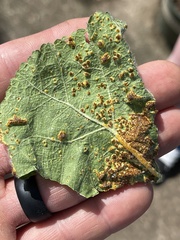 Puccinia malvacearum