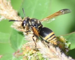 Pachodynerus nasidens