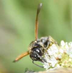 Pachodynerus nasidens