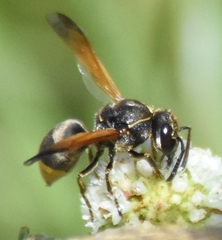 Pachodynerus nasidens