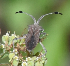 Chariesterus antennator