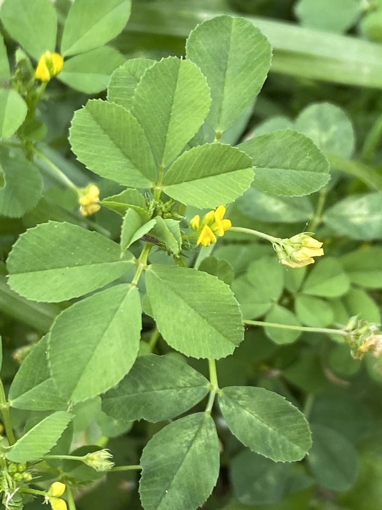 Medicago polymorpha — a medium houseplant, prefers full sun light