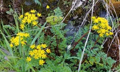 Lomatium hallii
