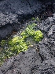 Ulva fasciata