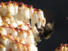 Bombus sitkensis