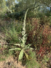 Verbascum giganteum