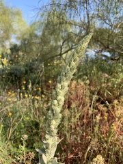 Verbascum giganteum