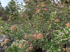 Viburnum carlesii