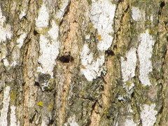 Sphyrapicus ruber