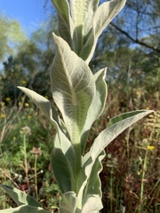 Verbascum giganteum