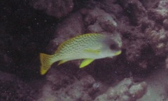 Plectorhinchus gaterinus