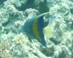 Pomacanthus maculosus