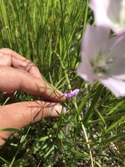 Sidalcea calycosa calycosa