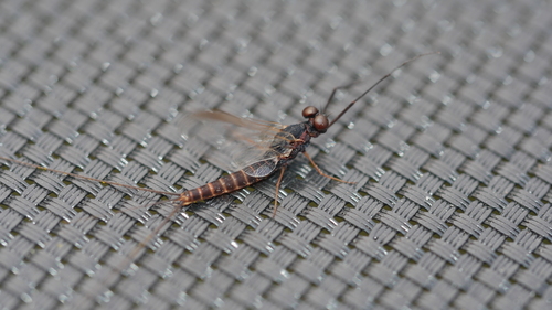 Early Brown Spinner photo 4