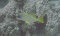 Plectorhinchus gaterinus