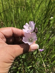Sidalcea calycosa calycosa