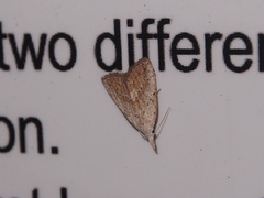 Meganola brunellus