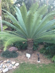 Dioon spinulosum