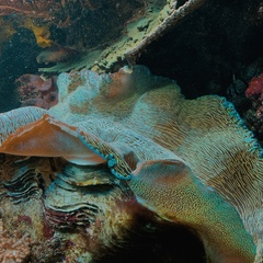 Tridacna derasa