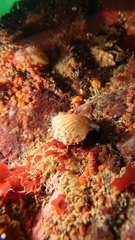 Chlamys hastata