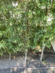 Afrocarpus gracilior