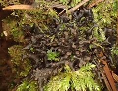 Scytinium palmatum
