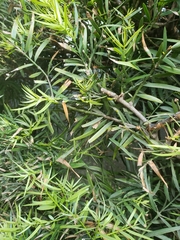 Afrocarpus gracilior