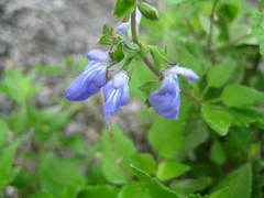 Salvia similis