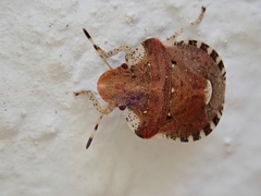 Dyroderes umbraculatus