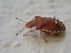 Dyroderes umbraculatus