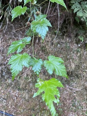 Rubus taitoensis
