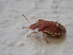 Dyroderes umbraculatus