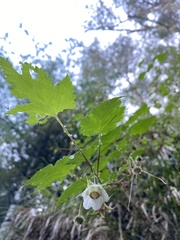 Rubus taitoensis