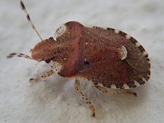 Dyroderes umbraculatus