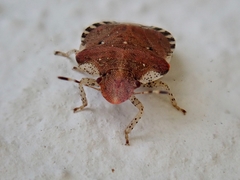 Dyroderes umbraculatus