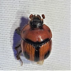 Bolbocerosoma biplagiatum