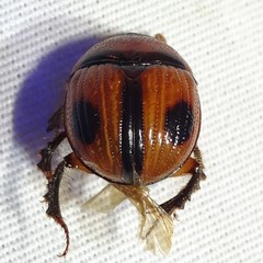 Bolbocerosoma biplagiatum