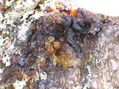 Prunus persica persica