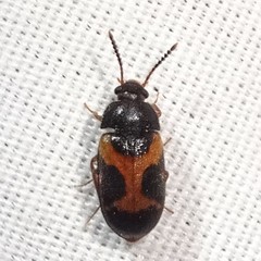 Mycetophagus punctatus