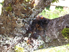 Prunus persica persica