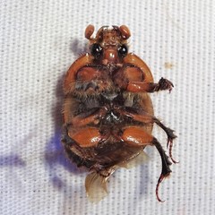 Bolbocerosoma biplagiatum